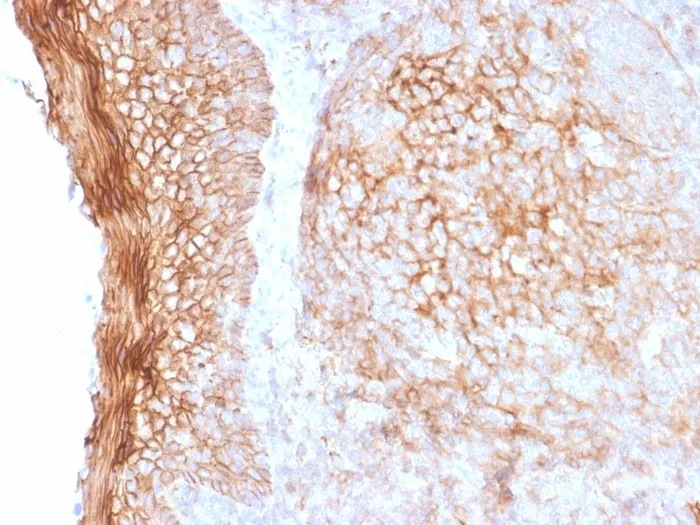 Anti-CD73 (Immuno-Oncology Target)(NT5E/2505) - image 1