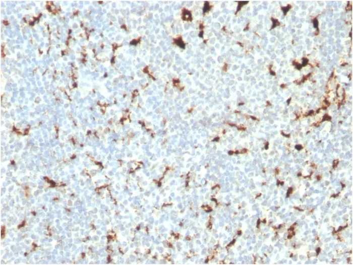 Anti-CD68 (Macrophage Marker)(C68/2511), CF488A conjugate - image 1