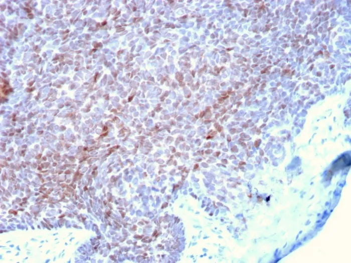 Anti-p73 (Tumor Suppressor)(P73/2531), Biotin conjugate - image 1