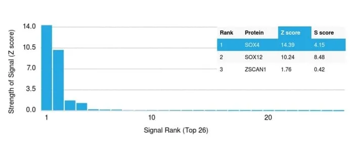 Anti-SOX4 (Master Regulator of Epithelial-Mesenchymal Transition) (SOX4/2540) - image 4