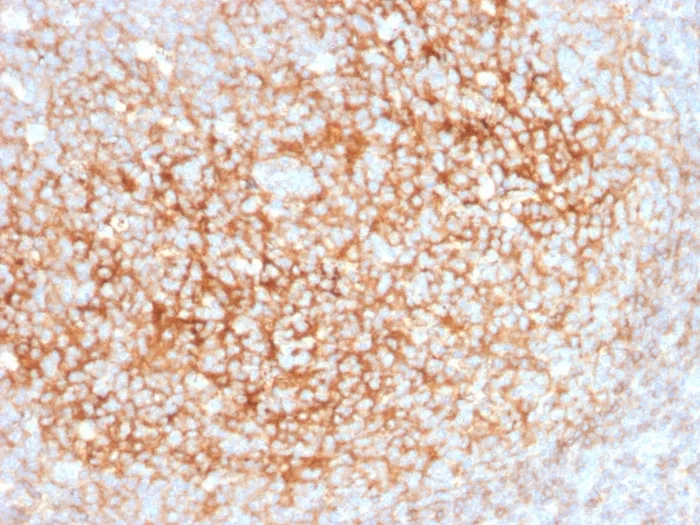 Anti-CD73 (Immuno-Oncology Target)(NT5E/2545), Biotin conjugate - image 1