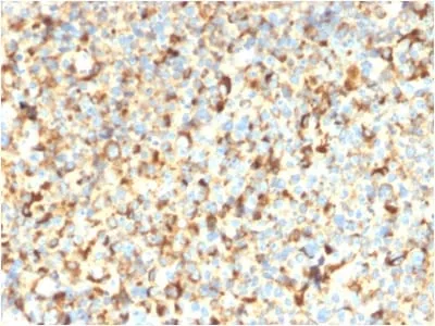 Anti-CD63 (Late Endosomes Marker) (rMX-49.129.5) - image 1