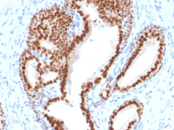Anti-NKX3.1 (Metastatic Prostate Adenocarcinoma Marker)(NKX3.1/2576), CF488A conjugate - image 1