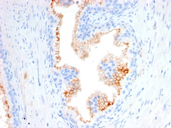 Anti-CD10 (Membrane Metalloendopeptidase)(MME/2580) - image 1