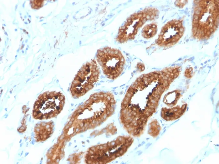 Anti-HER-4 / ERBB4(ERBB4/2581), CF568 conjugate - image 1
