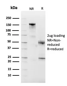 Anti-CD10 (Membrane Metalloendopeptidase)(MME/2590), Biotin conjugate - image 1