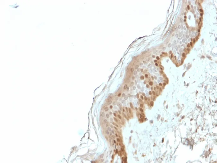 Anti-S100A2 / S100 Calcium Binding Protein A2(CPTC-S100A2-2), CF568 conjugate - image 1