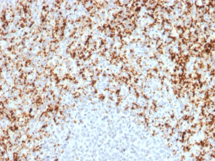 Anti-CD61 / Integrin 3 / Platelet Glycoprotein IIIa (Platelet Marker)(ITGB3/2597) - image 1
