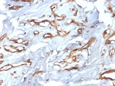 Anti-CD34 (Hematopoietic Stem Cell & Endothelial Marker) (HPCA1/2598R) - image 1
