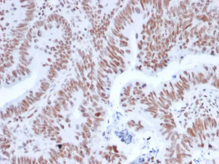 Anti-NRF1(NRF1/2608), CF568 conjugate - image 1