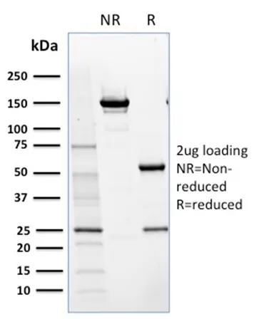 Anti-NRF1(NRF1/2609) - image 1