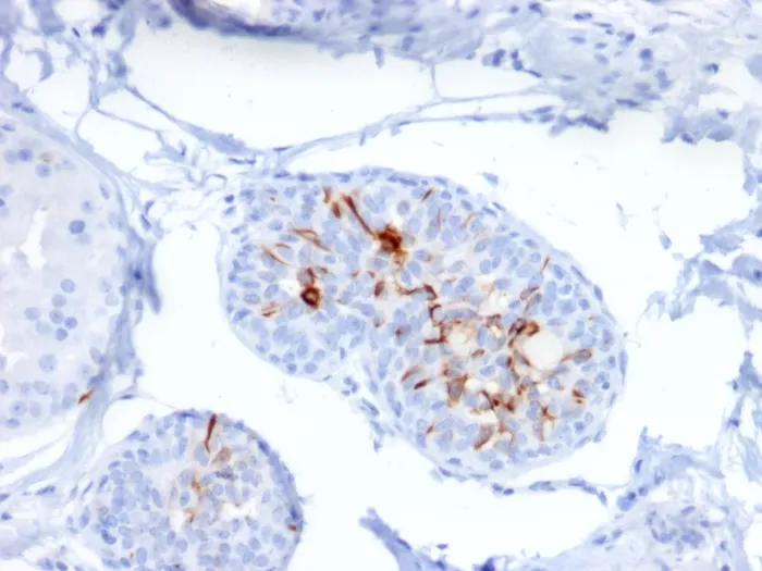 Anti-ZNF690 / ZSCAN29(ZSCAN29/2610), CF488A conjugate - image 1