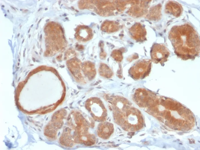 Anti-STAT5B(STAT5B/2611) - image 1