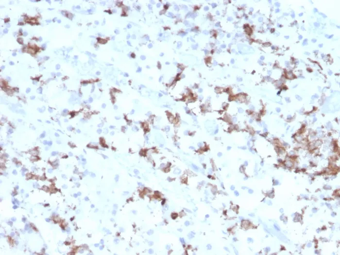 Anti-Prolactin (Pituitary Tumor Marker)(PRL/2641), CF488A conjugate - image 1