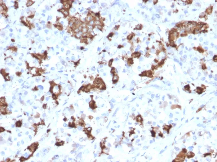 Anti-Prolactin (Pituitary Tumor Marker)(PRL/2644), CF568 conjugate - image 1