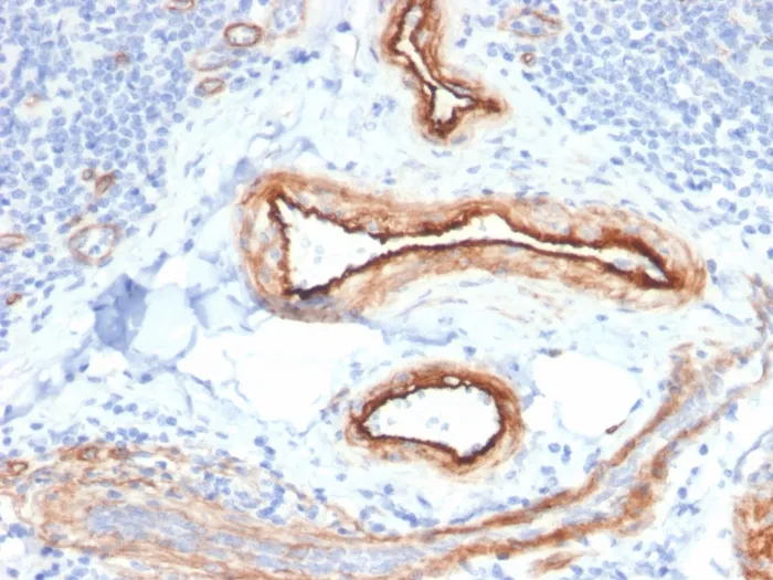 Anti-MTF1(MTF1/2649), CF568 conjugate - image 1