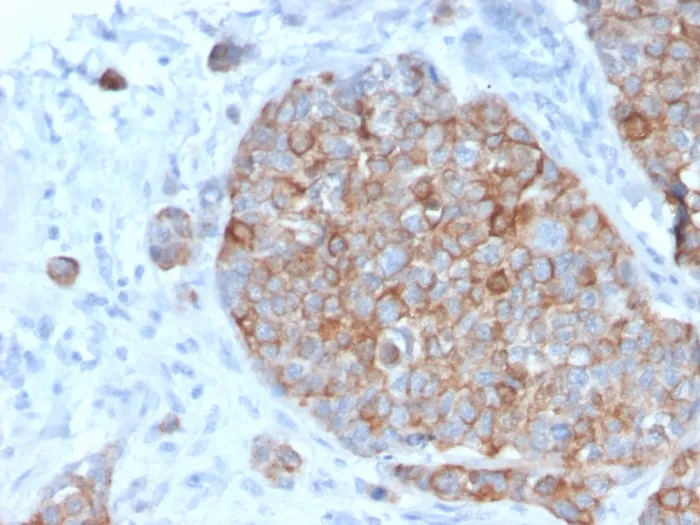 Anti-STAT2(STAT2/2650), CF647 conjugate - image 1