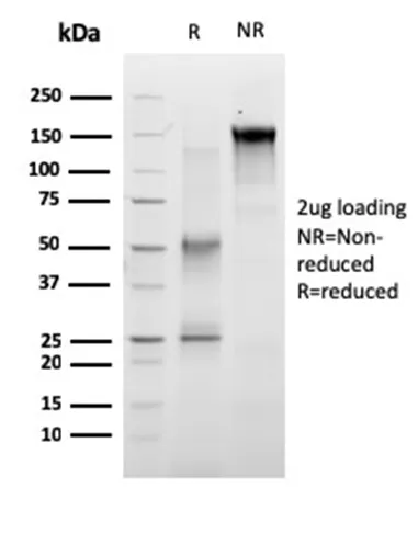 Anti-RET Proto-oncogene(RET/2663), Biotin conjugate - image 1