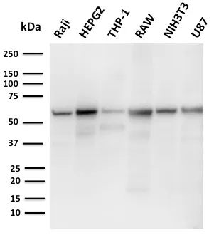 Anti-PD-L2 / PDCD1LG2 / CD273(PDL2/2676), CF640R conjugate - image 1