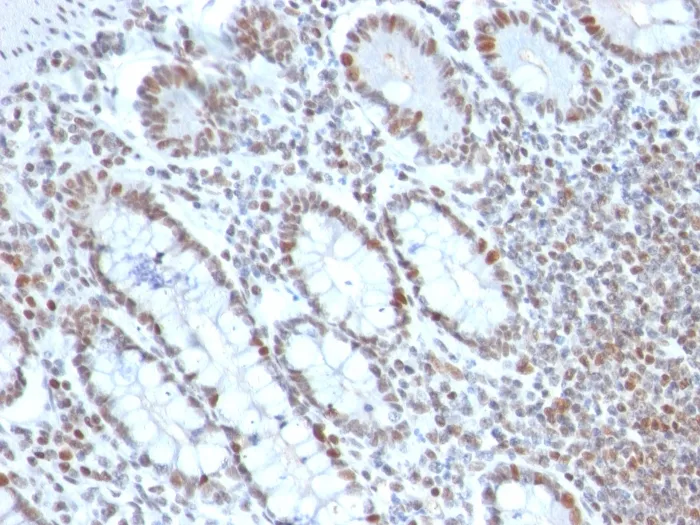 Anti-BMI1 (Oncogene and Stem Cell Marker)(BMI1/2690), CF405S conjugate - image 1