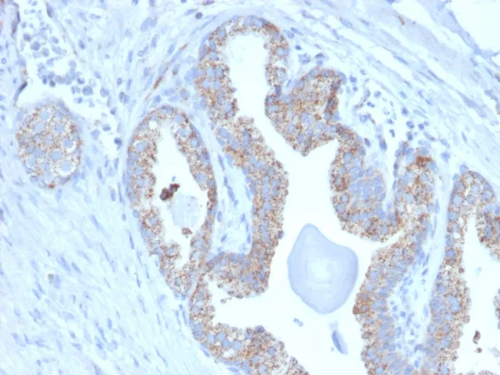 Anti-PMEPA1 / TMEPAI (Tumor Suppressor Oncoprotein)(PMEPA1/2697) - image 1