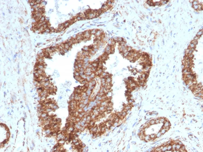 Anti-PMEPA1 / TMEPAI (Tumor Suppressor Oncoprotein)(PMEPA1/2698), CF640R conjugate - image 1