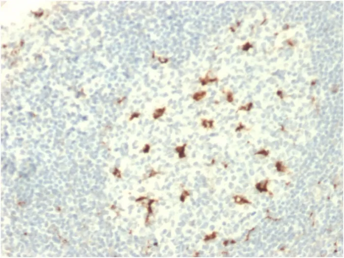 Anti-CD68 (Macrophage Marker)(C68/2709), CF647 conjugate - image 1