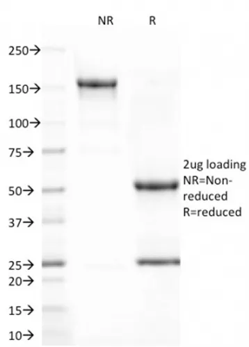 Anti-CD80 (B7-1)(C80/2723), Biotin conjugate - image 1