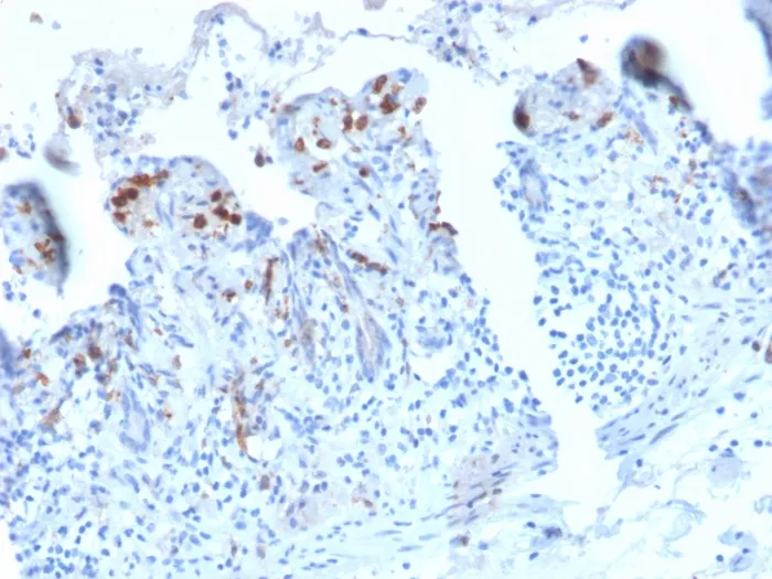 Anti-CD209 / DC-SIGN (Pathogen Receptor on Dendritic Cells)(C209/2749R), CF640R conjugate - image 1