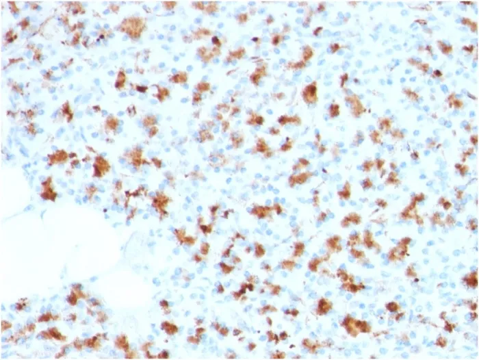Anti-BARX1 (Prognostic Biomarker in Hepatocellular Carcinoma)(BARX1/2759), CF405S conjugate - image 1
