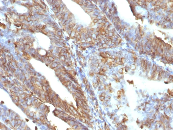 Anti-Vimentin (Mesenchymal Cell Marker)(V9), CF405S conjugate - image 1