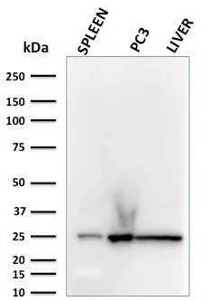 Anti-C1QA / Complement C1q A-Chain(C1QA/2783), CF488A conjugate - image 1