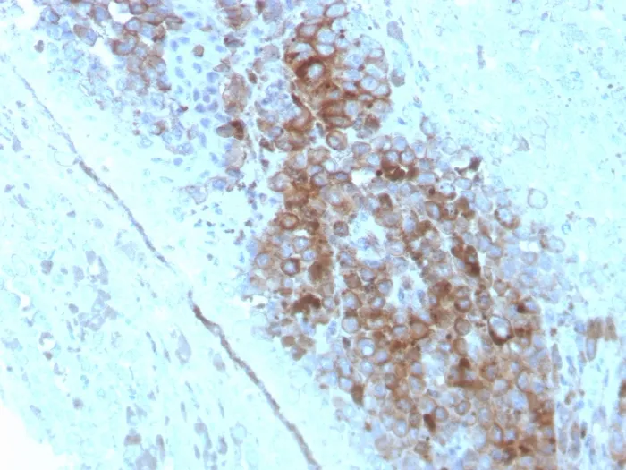 Anti-CD63 (Late Endosomes Marker)(LAMP3/2789) - image 1