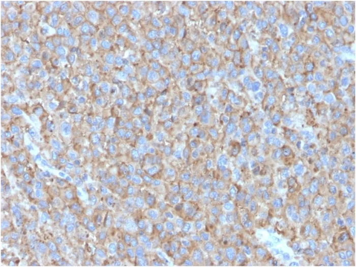 Anti-CD63 (Late Endosomes Marker)(LAMP3/2790), Biotin conjugate - image 1