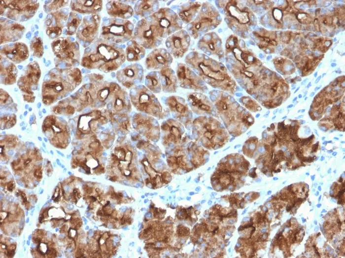 Anti-MUC1 / CA15-3 / EMA / CD227 (Epithelial Marker)(MUC1/2818R) - image 1