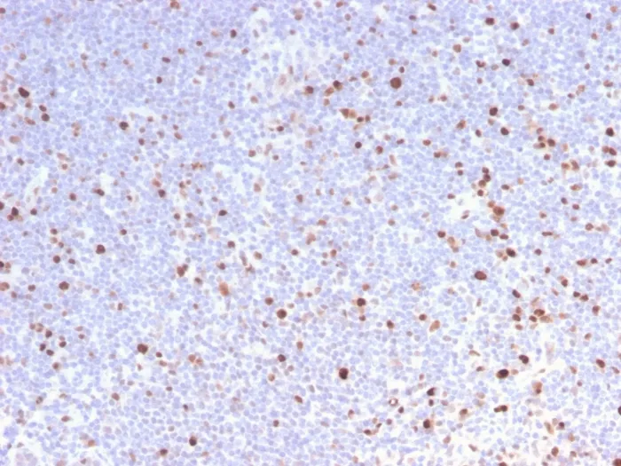Anti-MCM7 (Proliferation Marker)(MCM7/2832R), CF640R conjugate - image 1