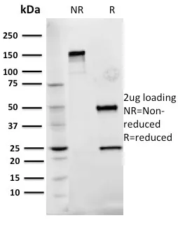 Anti-Fibronectin(Fn-3) - image 1