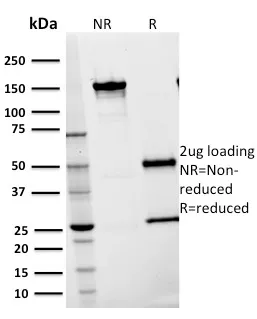 Anti-CD54 / ICAM-1(15.2), CF488A conjugate - image 1