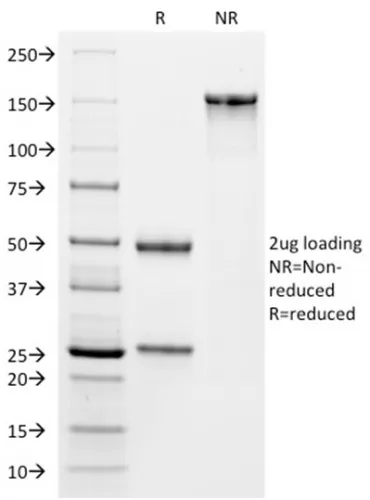 Anti-VISTA / GI24 (Negative Regulator of Immune Response)(VISTA/2864) - image 1