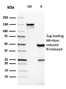 Anti-VISTA / GI24 (Negative Regulator of Immune Response)(VISTA/2865), CF647 conjugate - image 1