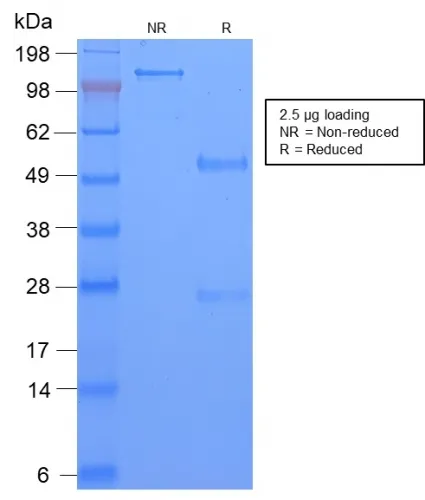 Anti-TAG-72 / CA72.4 (Tumor-Associated Glycoprotein)(CA72/2869R), CF488A conjugate - image 1