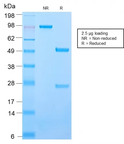 Anti-CD50 / ICAM3(ICAM3/2873R), CF488A conjugate - image 1