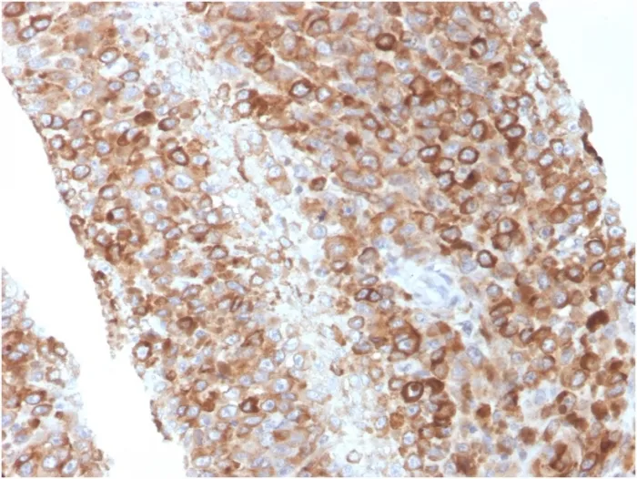 Anti-CD63 (Late Endosomes Marker)(LAMP3/2881), Biotin conjugate - image 1