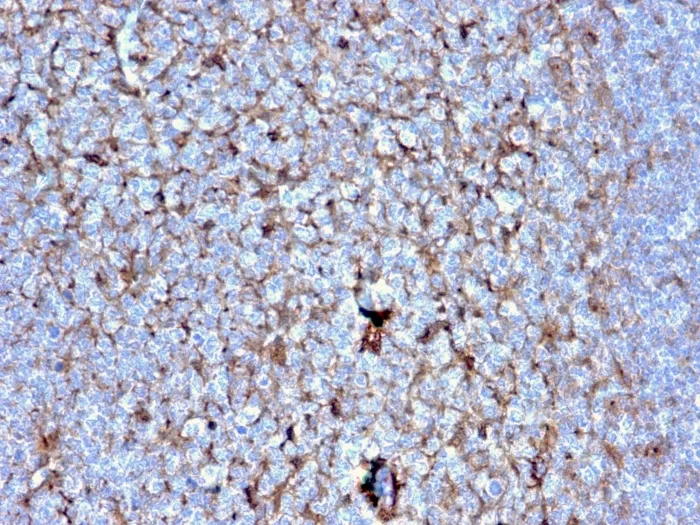 Anti-Cystatin A(CSTA/2882), CF640R conjugate - image 1