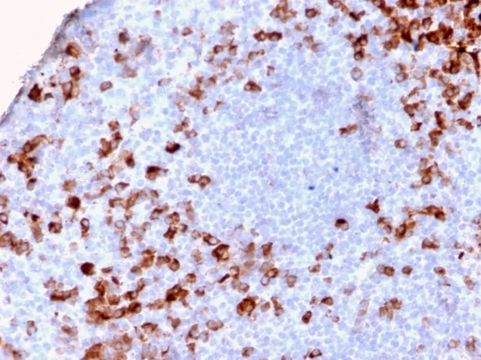 Anti-Human Kappa Light Chain / IGKC (B-Cell Marker)(KLC2886R), CF640R conjugate - image 1
