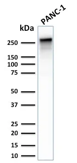 Anti-Spectrin beta III (SPTBN2)(SPTBN2/2887R), CF647 conjugate - image 1