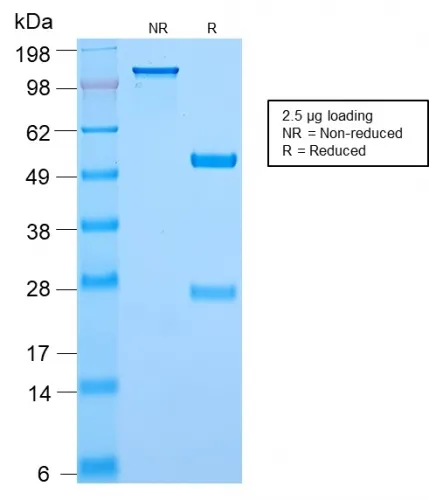 Anti-c-Myc Oncoprotein(MYC2895R), CF405S conjugate - image 1