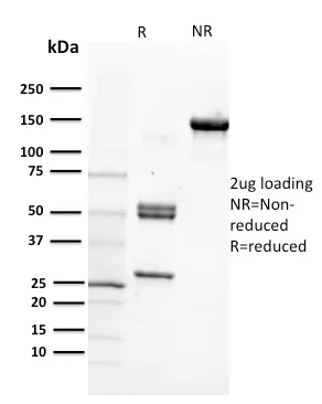 Anti-CD29 (Stem Cell Marker)(12G10), CF405S conjugate - image 1