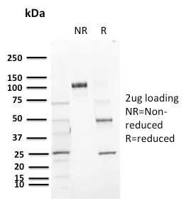 Anti-CD72 (B Cell Marker)(BU40), CF488A conjugate - image 1