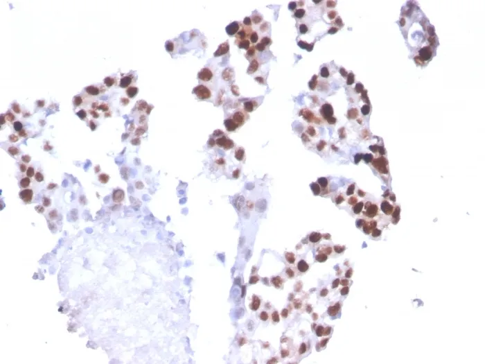 Anti-RNA Polymerase II(CTD4H8), Biotin conjugate - image 1